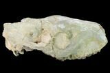 Partial, Fossil Oreodont (Merycoidodon) Skull - Wyoming #169163-1
